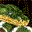 3D Snake Arena 1.78 32x32 pixels icon