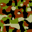 Camouflage 1.03 32x32 pixels icon