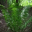 Canopy of Green 1.0 32x32 pixels icon