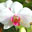 Conservatory of Flowers Orchid Screensaver 1.0 32x32 pixels icon