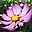 Nice Flowers Free Screensaver 2.0.2 32x32 pixels icon