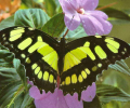7art Butterfly Paradise ScreenSaver Скриншот 0