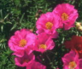 7art Flowers Free ScreenSaver Скриншот 0