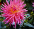 7art Flowers ScreenSaver Скриншот 0