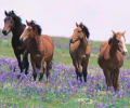 7art Graceful Horses ScreenSaver Скриншот 0