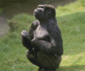 7art Monkeys ScreenSaver Скриншот 0
