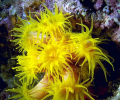 7art Ocean Life ScreenSaver Скриншот 0