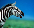 7art Stripy Zebras ScreenSaver Screenshot 0