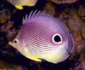 7art Tropical Fish ScreenSaver Скриншот 0