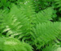 7art Verdure ScreenSaver Скриншот 0