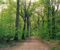 7art Wild Forest ScreenSaver Скриншот 0