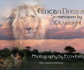 African Dreams Screensaver Скриншот 0