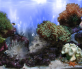 AR :: Amazing 3D Aquarium ADD-on  ::  Coral Landscape-1 Скриншот 0