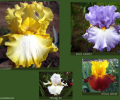 Beautiful Iris Screen Saver Скриншот 0