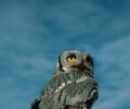 Birds Screen Saver Скриншот 0
