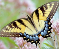 Butterflies of North America Screen Saver and Wallpaper Скриншот 0