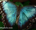 Butterflies of the World Screen Saver and Wallpaper Скриншот 0