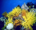 DPSM - Underwater Ocean ScreenSaver Скриншот 0