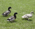 Ducks of Appalachia Screensaver Screenshot 0