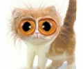 Funny MSN Display Pictures Скриншот 0