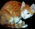 Lovely Cats screensaver Скриншот 0