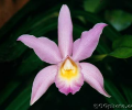 Orchids Screen Saver and Wallpaper Скриншот 0