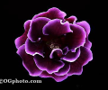 Flowers Screen Saver and Wallpaper Скриншот 0