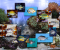FP :: Amazing 3D Aquarium ADD-on  :: Genicanthus Fish Pack Скриншот 0