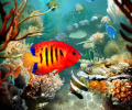 Tropical Fish 3D Screensaver Скриншот 0