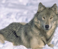 7art Angry Wolves ScreenSaver Скриншот 0