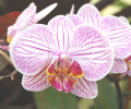 Conservatory of Flowers Orchid Screensaver Скриншот 0