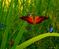 Amazing Butterflies screensaver Скриншот 0