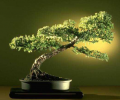 Bonsai Gallery Screensaver Collection Скриншот 0