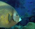 Free Aquarium Screensaver Скриншот 0