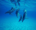 Free Underwater Screensaver Скриншот 0