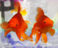 Free Goldfish Screensaver Скриншот 0