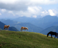 Majestic Horses Screensaver Скриншот 0