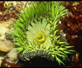 Underwater World Screensaver Скриншот 0