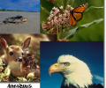 Amazing Animals Screen Saver Скриншот 0