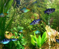 Fish Aqua 3D Screensaver Скриншот 0