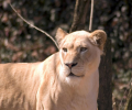 Free Lions Screensaver Скриншот 0