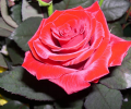 Free Roses Screensaver Скриншот 0
