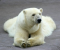 Polar Bear Screensaver Скриншот 0