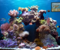 Beautiful Reef [AD] Скриншот 0