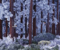 Northern Bullfinches Скриншот 0