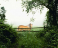 Horse in the Mist Скриншот 0