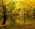Autumn [AD] Скриншот 0