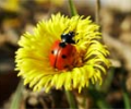Free Ladybug Screensaver Скриншот 0