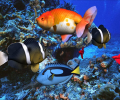 free 3D Aqua Screensaver Скриншот 0