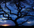 Free Trees Screensaver Скриншот 0